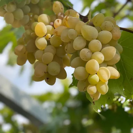 דירה Gabrijel 2 מאקרסקה